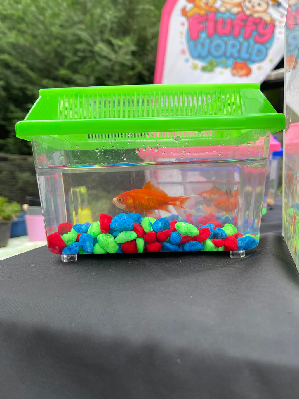 Golden Fish Kit 🐟 – Calm & Beautiful Pet