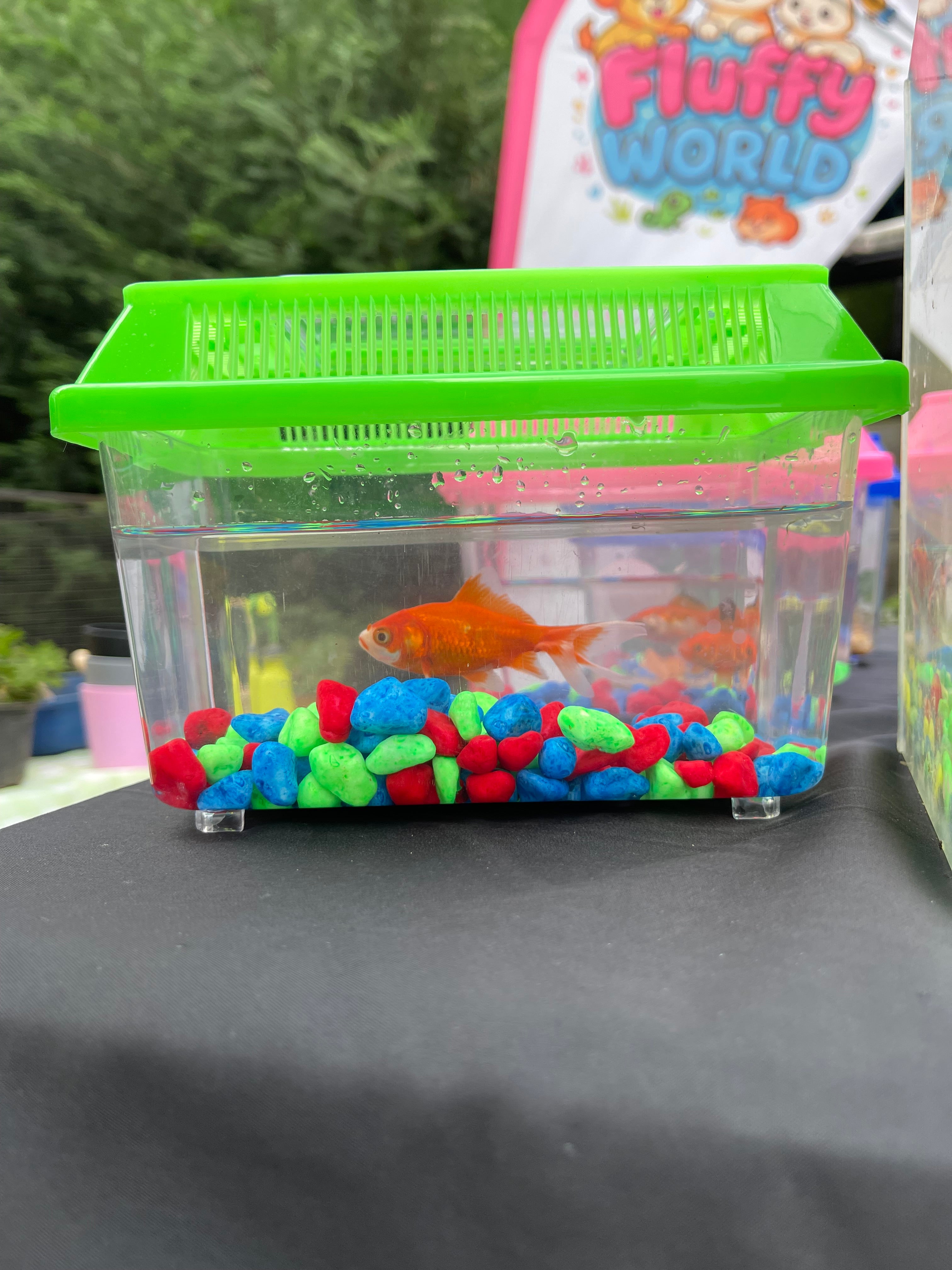 Golden Fish Kit 🐟 – Calm & Beautiful Pet