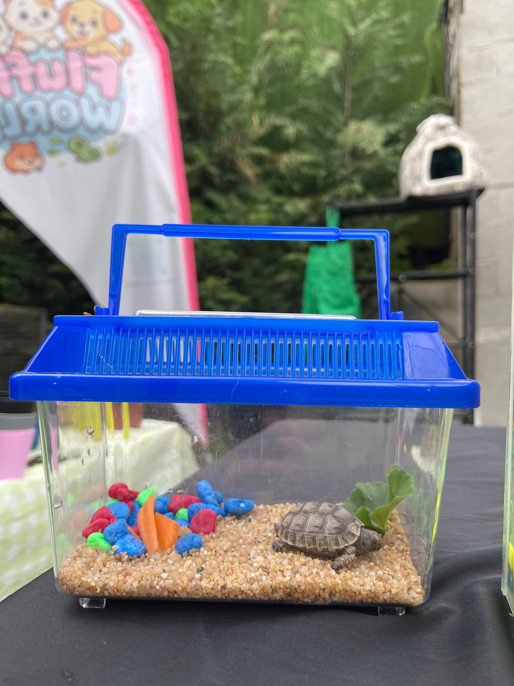 Turtle Starter Kit 🐢 – Calm & Easy Pet