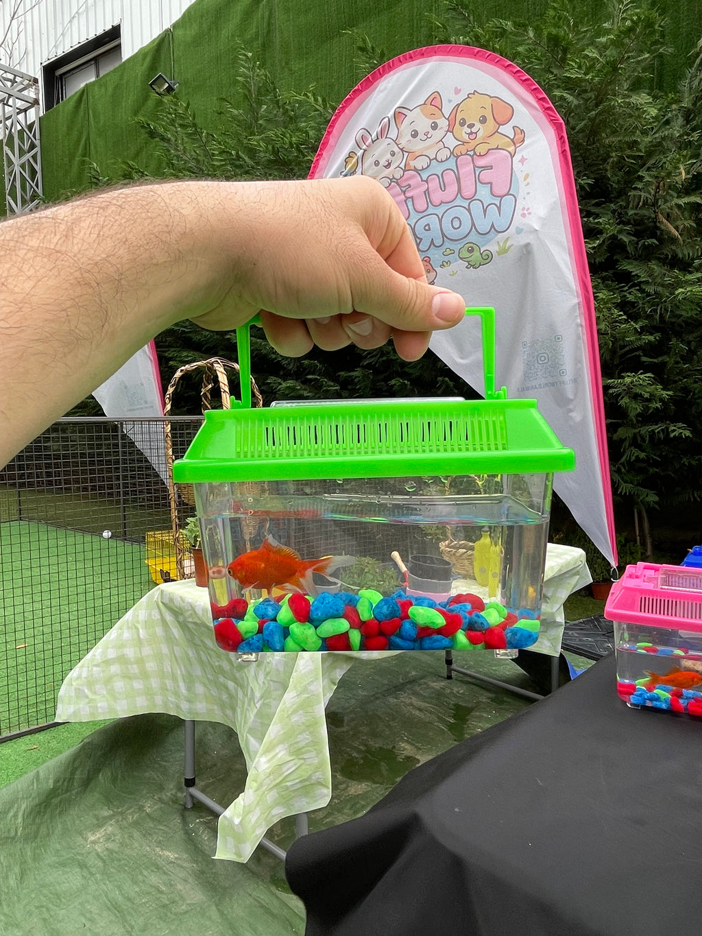Golden Fish Kit 🐟 – Calm & Beautiful Pet