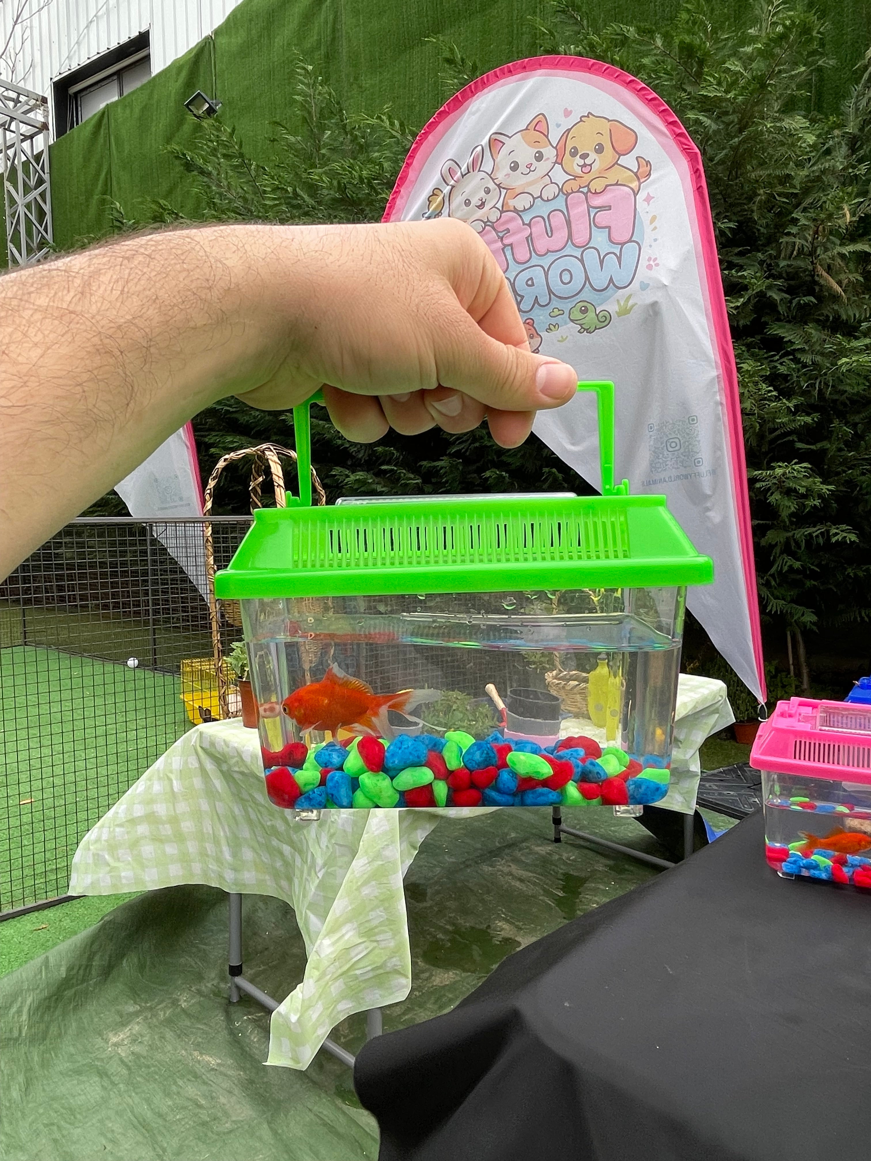 Golden Fish Kit 🐟 – Calm & Beautiful Pet